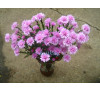  Айстра осіння Генрі Пінк  ( Aster tongolensis Henry I Pink)